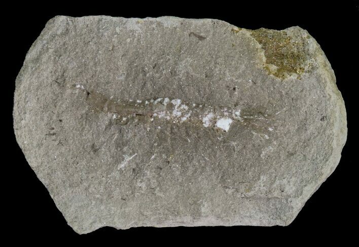 Unidentified Fossil Shrimp (Pos/Neg) - Mazon Creek #70614